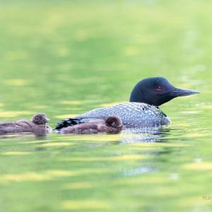 Loon chicks with parent, July 16, 2019. (Photo by Ray Yeager)