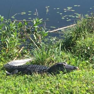 gator