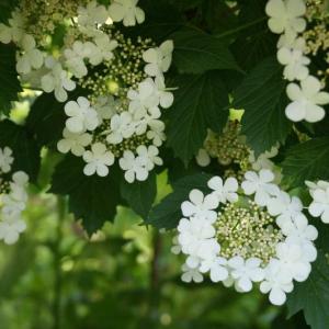 Native hydrangea (Photo courtesy Lisa Looke)