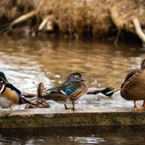 WoodDuckpr-JonSailer: Pairs of Wood Ducks (left) will soon start visiting waterside trees together to find the perfect nest hole. Photo by Jon Sailer/Wikimedia.