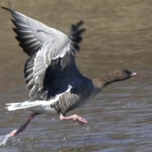 A pink-footed goose splashes near Water Street in Wiscasset March 22. Courtesy of Rhonda Hamlin