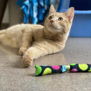 Pumpkin, a male cat available for adoption. (Photo courtesy Strand Theatre)