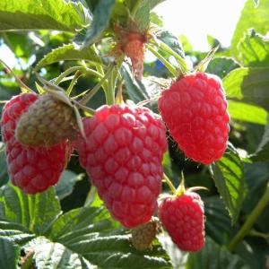 Eden red raspberry has large, sweet, firm berries in mid-summer on thornless canes. (Photo by backyardberryplants.com, courtesy of Knox-Lincoln Soil & Water Conservation District)