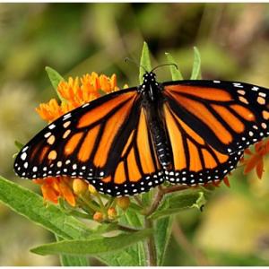 A monarch butterfly. (Photo courtesy Maine IF&W)