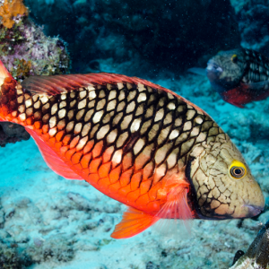 An herbivorous fish grazes on a Caribbean coral reef. A new study led by researchers from Bigelow Laboratory for Ocean Sciences reports that several important grazing fish each harbor a distinct microbial community within their guts, revealing a new perspective on reef ecology. José Alejandro Alvarez photo