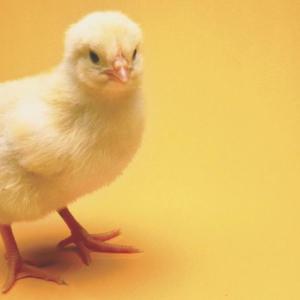 Avoid ordering those cute little mail-order baby chicks too hastily. Homeschoolers raise a lot of chickens.