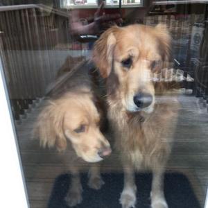 Max and Tucker, father and son golden retrievers and the official greeters at Jeff’s Vacuum in Rockport “are just not happy” that their owner, Jeff Hall, is only operating his business curbside while they are quarantined inside the store. (Photo courtesy of Jeff Hall)