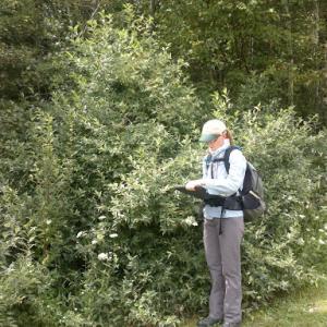 Surveying several large, invasive autumn olive shrubs at the edge of a field. (Photo courtesy Maine Department of Agriculture, Conservation and Forestry)