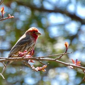 House Finches commonly visit our feeders. (Photo courtesy Kristen Lindquist)