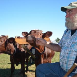 Mark Larabee, of Litchfield, works in the woods with his team of oxen. Here he is in 2015, at the Common Ground Fair. He had recently lost his team, so was training two new oxen, who were then about six months old. (Photo by Lynda Clancy)