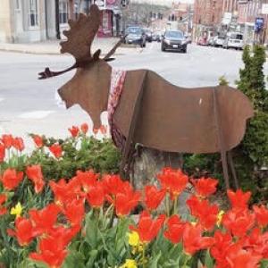 May 18, Moose with mask in Belfast, next to post office. (Photo by Sandra Covington)
