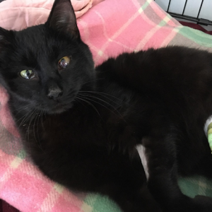 Ash in his cast at PAWS, well on his way to recovery shortly before he was adopted.