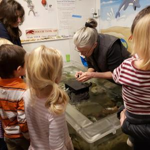 Gayle Bedigian, Board President, shows off some of the touch tank residents at the Coastal Children's Museum, in Rockland. The museum is now temporarily closed due to Covid-19 concerns. (Photo courtesy Coastal Children's Museum)