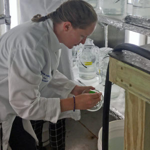 Researcher Madelyn Woods tends an experiment investigating how larval lobsters interact with microplastic fibers. New research shows that microplastic fiber pollution impacts larval lobsters at each stage of their development, and could even prevent some larvae from reaching adulthood. Courtesy of Paty Matrai/Bigelow Laboratory for Ocean Sciences