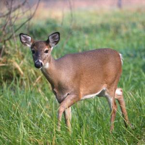 White-tailed Deer. (Photo courtesy Maine Department of Inland Fisheries and Wildlife)
