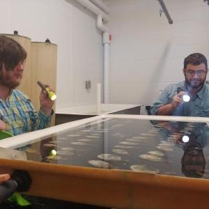 UMM marine biology students Aquila Chase (left) and Andrew Duval watch for signs of soft-shell clam spawning during a summer internship at Downeast Institute (DEI). (Photo courtesy DEI)