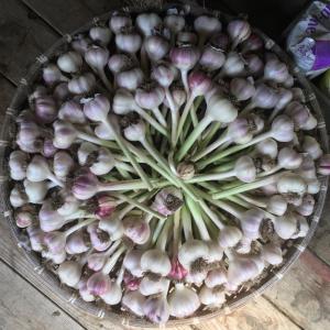 A tray of peeled garlic, thanks to the help of three grandchildren, but with no help from Conrad who would rather we threw sticks for him to chase.
photo by Diane O’Brien garlic