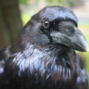 raven
