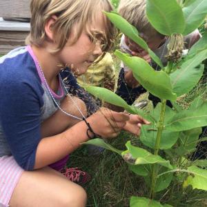 Children examine a monarch caterpillar in the milkweed field on Sears Island. (Photo by Ashley Megquier)
