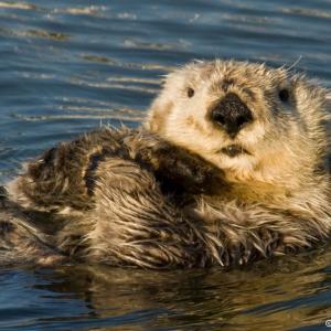 Sea otters, the "keystone predator" of Aleutian kelp forests, experienced dramatic population declines in the 1990s. In the wake of this event, herbivorous sea urchins proliferated, de-forested the region, and in recent years — with the help of climate change — triggered the widespread collapse of living reefs that have underpinned Alaskan kelp forests for centuries. Photo by J. Tomoleoni