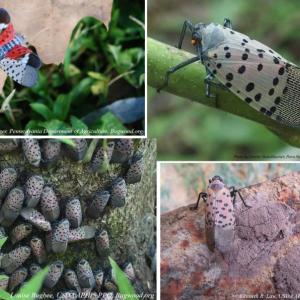 Spotted lanternfly adults. Look for large, gray insects, about one inch long, with black spots and red underwings. You may see adults between August and November. (Image courtesy Maine Department of Agriculture, Conservation and Forestry)