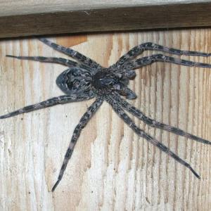Although fishing spiders can be startling because of their size (with their bodies sometimes exceeding an inch, and their legs more than four inches), they pose no threat to people or pets. As one might guess from their name, they are found in wetter environments and sometimes capture small fish. (Source: Maine Forest Service).