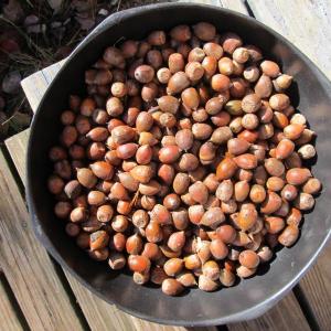 Approximately a gallon and a half of picked acorns. Photo by Kay Stephens