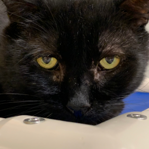 PAWS Animal Adoption Center provides every animal that enters their shelter with food, attention, and medical care until they can be adopted into loving homes. Annually, PAWS serves approximately 900 animals and the people who love them. (Photo courtesy PAWS)