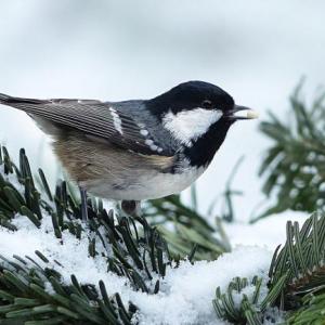 Chickadee. (Photo courtesy University of Maine Cooperative Extension)