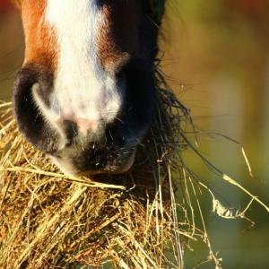 (Photo courtesy University of Maine Cooperative Extension)