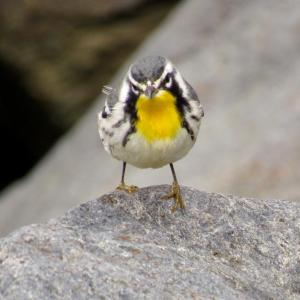 A yellow throated warbler spotted by Kristen Lindquist on Monhegan Island. (Courtesy Kristen Lindquist)