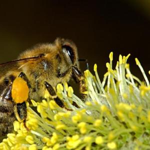 (Photo courtesy University of Maine Cooperative Extension)