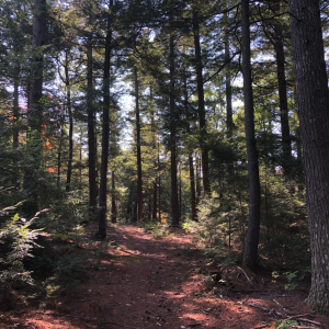 Woodland on Quigg Island property. (Photo courtesy Georges River Land Trust)