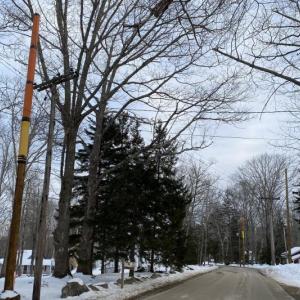 Broadband comes to Bayside in Northport, thanks to the extension of fiber along new Central Maine Power poles. (Photo courtesy Jessica Eriksen)