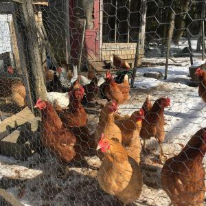 hens