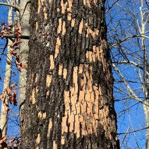 Woodpecker blonding on an ash tree in Alfred. (Photo courtesy Maine Department of Agriculture, Conservation and Forestry)