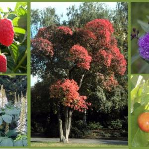 A few of this year’s new offerings (clockwise from top left): Eden red raspberry, American smoketree (Cotinus obovatus), Smooth ironweed (Vernonia fasciculata), WhiteGold self-pollinating sweet cherry, summer blooming Bottlebrush buckeye (Aesculus parviflora). (Photo courtesy Knox-Lincoln Soil & Water Conservation District)