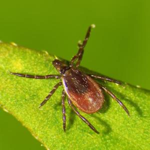 A female deer tick (Photo courtesy Griffin Dill/UMaine Extension) x
