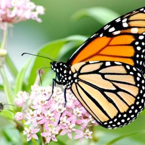 (Photo courtesy University of Maine Cooperative Extension)