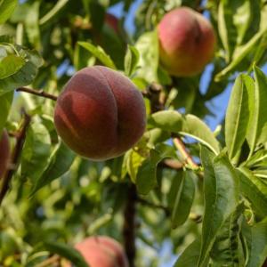 (Photo courtesy University of Maine Cooperative Extension)