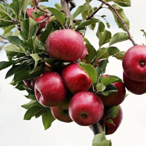 (Photo courtesy University of Maine Cooperative Extension)