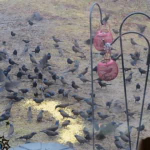 The grackles are back, prompting on LBB reader to wonder where Alfred Hitchcock was.
Photo by Marcye Dishler grackles