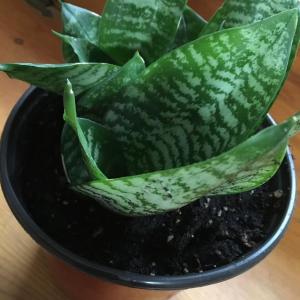 mother-in-law tongue