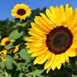(Photo courtesy of University of Maine Cooperative Extension)