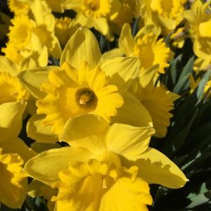 daffodils