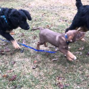 Sam and Goose and Pippin all arrived via a rescue van this past winter and early spring from Mississippi and love living in Maine.