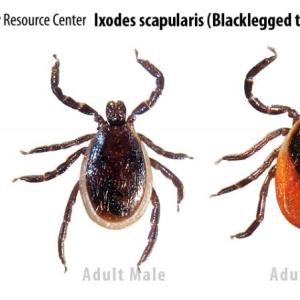 The deer tick. (File photo/Tick Encounter)