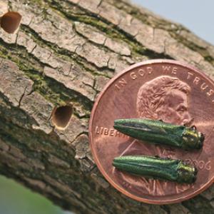 Emerald ash borer (EAB), an invasive wood-boring beetle from Asia is a threat to all ash trees in North America. Image shows EAB and D-shaped exit holes from which adults emerge in the spring. (Photo courtesy of Knox Lincoln Soil and Water Conservation District)