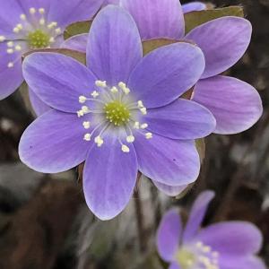 Hepatica in bloom. (Photo by Ashley Megquier)