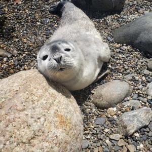 seal